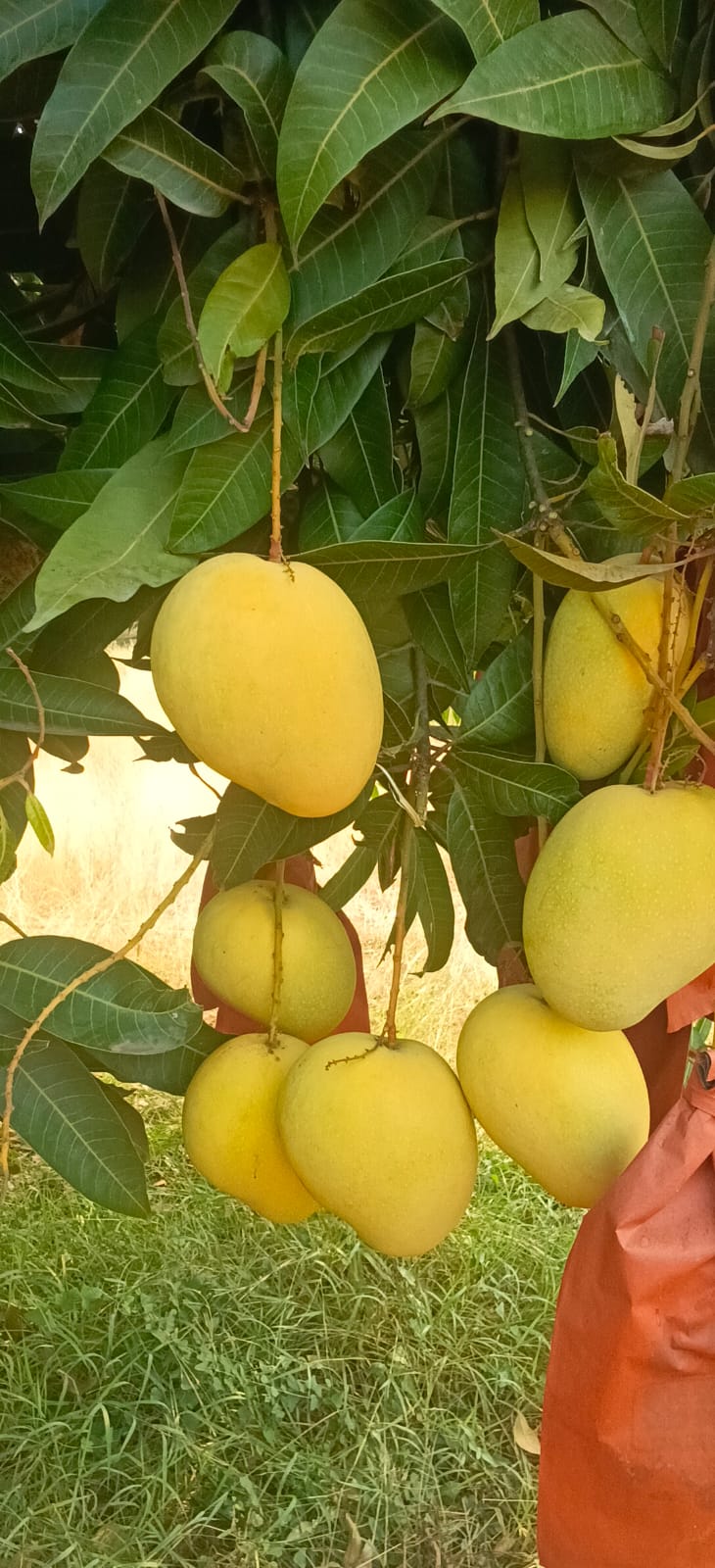 Imam Pasand Mangoes