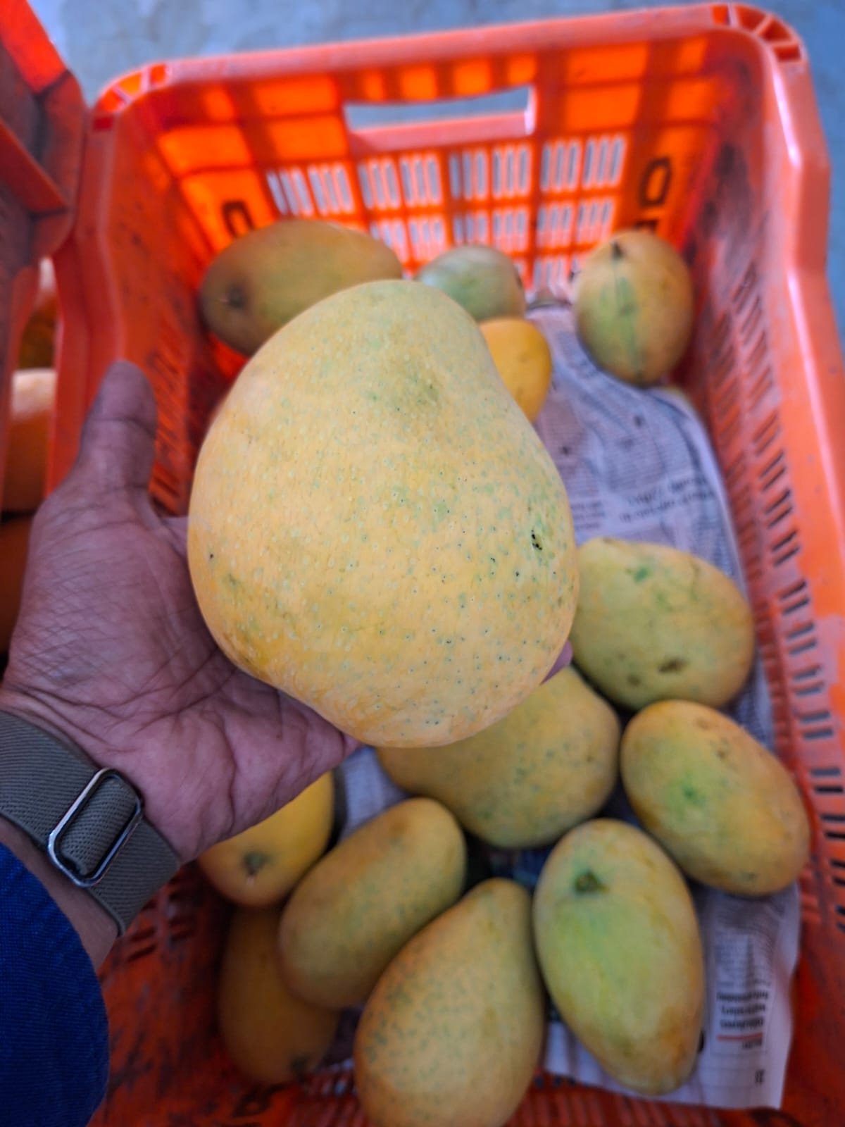 Banginapally Mangoes